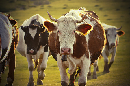 动物小牛农村地区关闭群家畜养殖户外图片