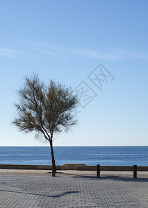 阳光概念的在西班牙马洛卡Mallorca背景中单树骑自行车蓝天空和海洋地平线西班牙语图片