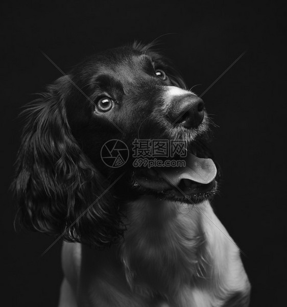 纯种工作的英国史宾格犬小狗六个月大工作室拍摄黑白图像摆姿势英语图片