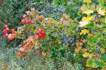 季节秋天的风景黄色和红的秋天树木黄色和红的秋天树木的风景金宁静图片