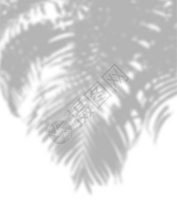 作品一种白色墙背景上的黑棕榈叶影子抽象灰色阴树图片