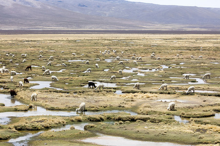 美国甜的宠物秘鲁安第斯山脉秘鲁南美洲的Alpaca图片