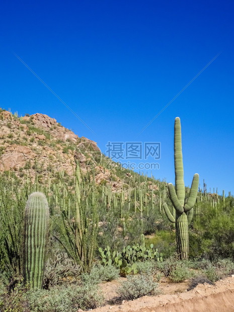 旅游草原Saguaro公园民图片