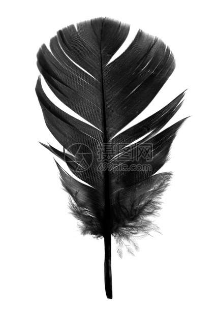 单身的天堂自然美丽黑羽毛在白色背景上被孤立图片