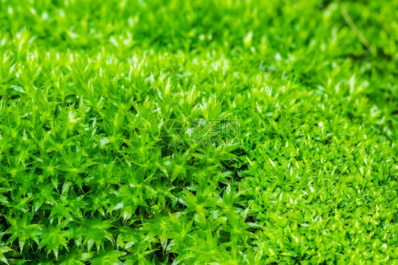 抽象的自然花园和装饰植物中美丽的绿色叶背景用于文字和母的布置细节图片