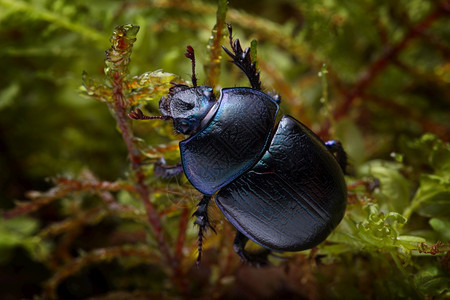 森林粪肥甲虫在苔上的蛋白质stercorosus的宏观拍摄自然昆虫学黑色的图片