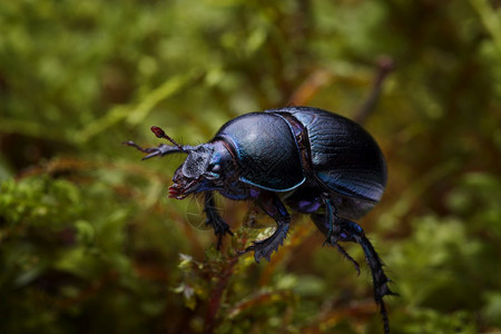 细节森林粪肥甲虫在苔上的蛋白质stercorosus的宏观拍摄野生动物昆虫图片