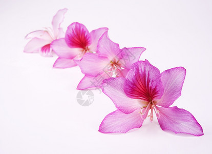 盛开白色背景的浅度DOF花朵美丽的粉红花朵浅开图片