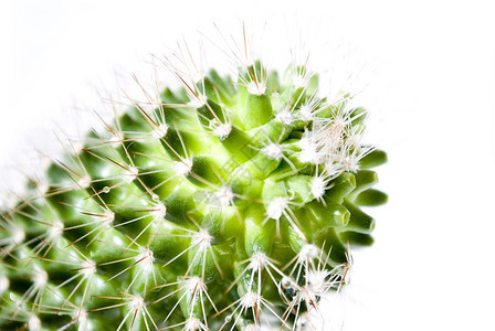 脊柱重点白色背景上隔离的cactus关闭干燥图片