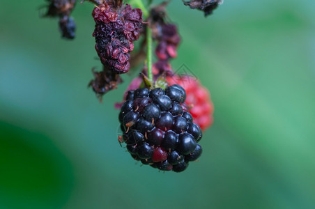 在花园的藤蔓上种植不熟和成的黑莓果实浆美味的多汁图片