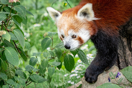 热带哺乳动物红熊猫Ailurusfulgens在森林栖息地的树上可爱熊自然图片