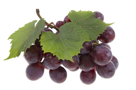 酒葡萄维生素白色的有葡萄树叶和图片