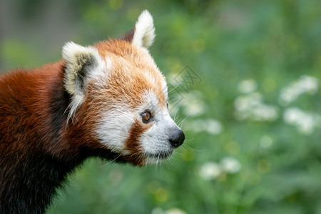 野生动物红熊猫Ailurusfulgens在森林栖息地的树上可爱熊富根环境图片