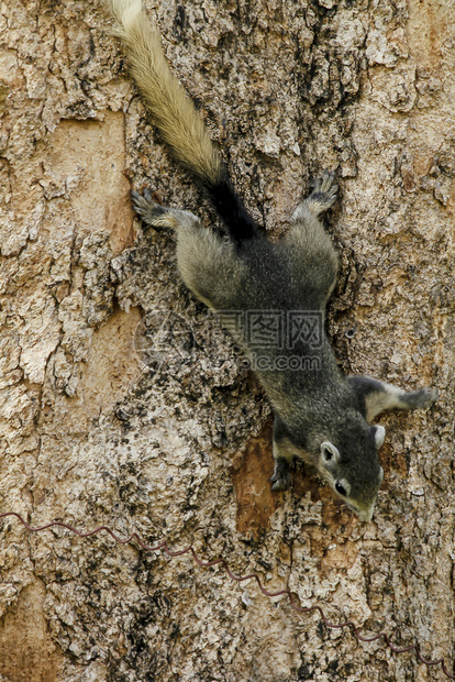 木头松鼠在树的干上吃户外图片