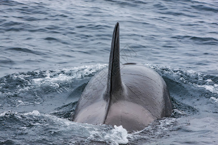 短暂的环境蓝太平洋鲸鱼杀手之类潜水图片