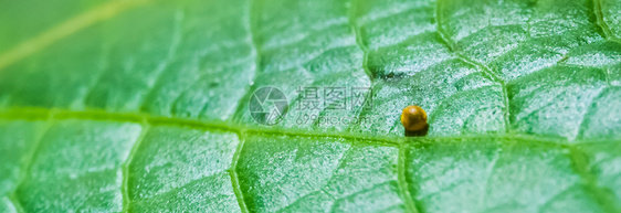 王燕尾蝴蝶卵昆虫繁殖热带切片的大型闭合凤蝶生殖绿色图片