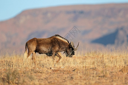 苹果浏览器南非Zebra山公园自然栖息地上的一个黑色野生人Connochaetesgnou户外荒野图片