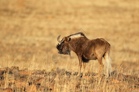 保护草贝壳类南非Zebra山公园自然栖息地上的一个黑色野生人Connochaetesgnou图片