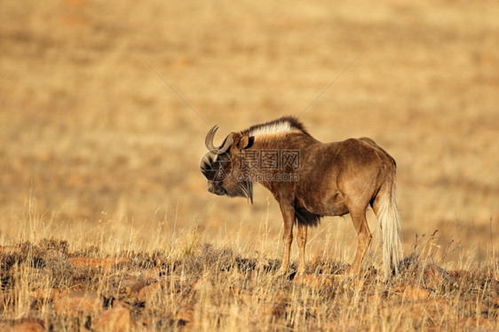 保护草贝壳类南非Zebra山公园自然栖息地上的一个黑色野生人Connochaetesgnou图片