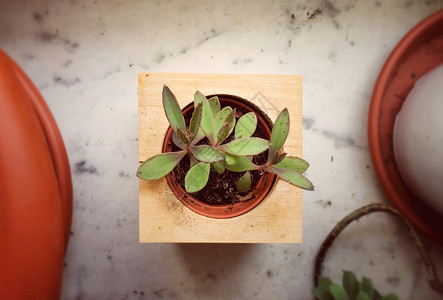 肉质的天线植物群在一个小木方花瓶中种植的一个小型物顶端视图图片