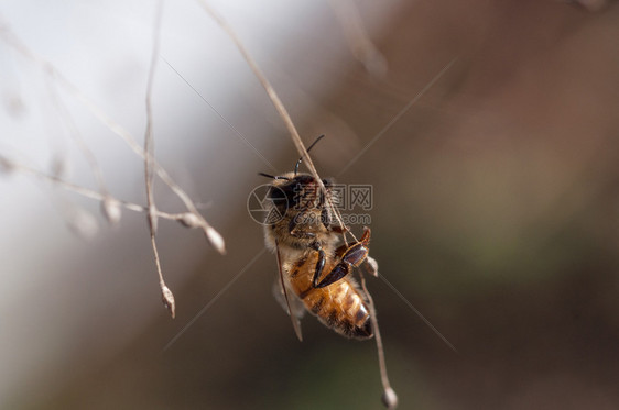 蜜蜂在一串干草上跳舞蜜蜂在一串干草上跳舞昆虫单色一种图片