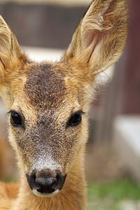 美丽狍驯服动物园一对年轻小鹿Capreolus的画像图片
