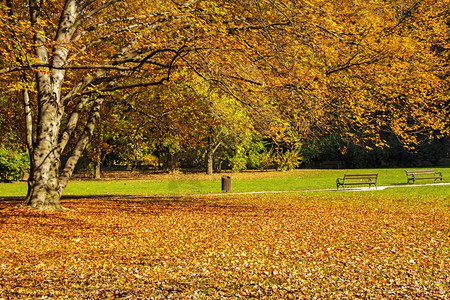 场景秋日树上五颜六色的叶自然金图片