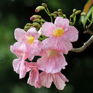 植物粉红角树插针的tecoma或tabebuia花朵园绽放图片