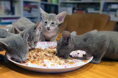 脸白色的毛皮四只东方短小猫从盘子上吃图片