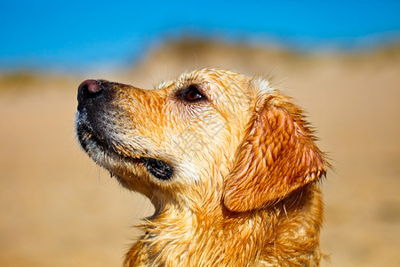 朋友美丽的聪明黄金追寻色猎犬的好样板图片