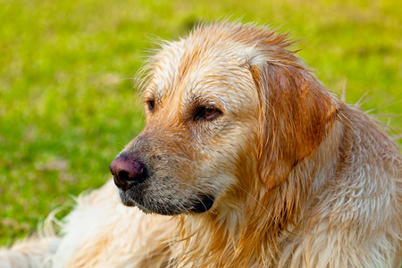 黄金追寻色猎犬的好样板愉快纯种阿科斯塔图片