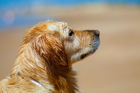 黄金追寻色猎犬的好样板眼睛伴侣国内的图片