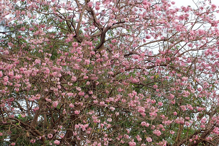 新鲜的夏天公园中美丽的粉红色喇叭树图片