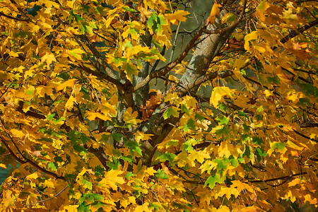 自然生态秋天有金色叶子的枫树装饰风格图片