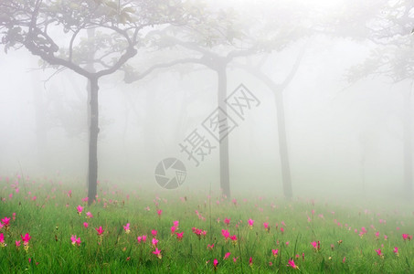 美丽的郁金香花朵图片