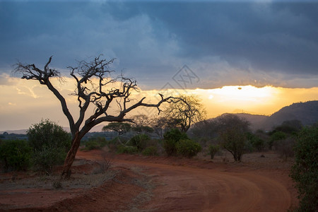 美丽的稀树草原肯尼亚风景的日落大树萨凡纳图片