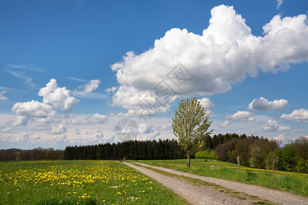美丽德国伯吉斯州BergischesLand春季带云和蓝天空的漫步穿过草地原生态系统小路图片