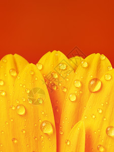 雏菊花瓣上的水滴图片