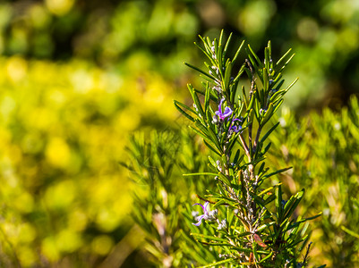 花朵紫色的迷迭香树枝广受欢迎的花园植物常绿生灌木图片