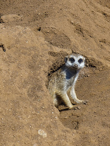 奥德斯敦Meerkat站在南非的巢穴前棕色苏里卡塔图片