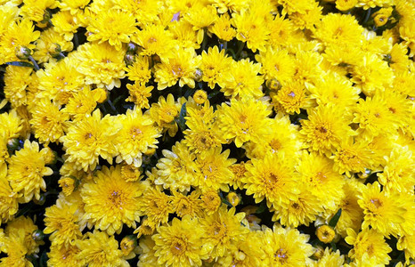 植物学明亮的美丽黄色菊花作为背景的鲜花秋天图片