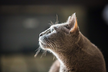 毛茸的猫科动物美丽俄罗斯蓝猫在白天关上美丽的俄罗斯蓝猫闭上门色的图片