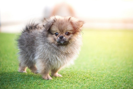 犬类微型小可爱狗波美拉尼混合品种站在草地上的北京狗博美犬图片