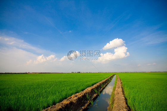 新鲜的农村绿草蓝天空原图片