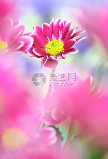 绿色粉的花束菊特写图片