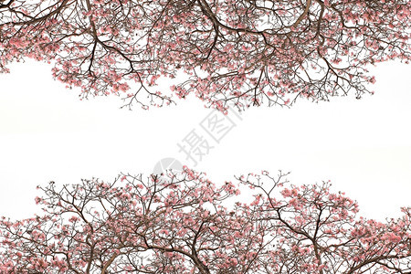 农业白色的粉红角树白底孤立于生长图片