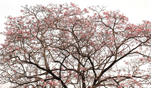 新鲜的草本植物华丽粉红角树白底孤立于图片