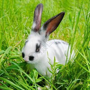 牙齿复活节兔子坐在草地上笑着看镜头绿色图片