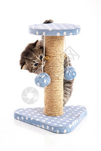可爱猫咪在猫爬架上玩耍图片