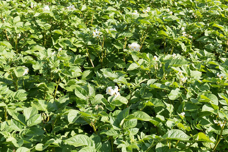 树叶食物根土豆植图片